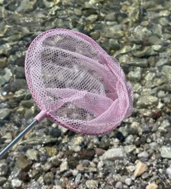Follow the Duck Net - Telescopic Net - Blush Rose